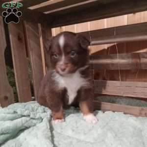 Nikki, Miniature Australian Shepherd Puppy