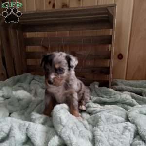 Sofie, Miniature Australian Shepherd Puppy