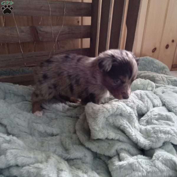 Sofie, Miniature Australian Shepherd Puppy