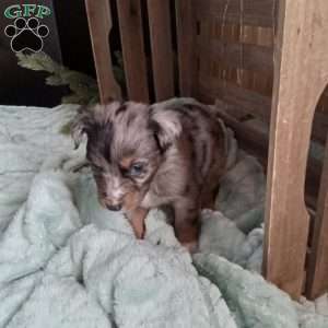 Sofie, Miniature Australian Shepherd Puppy