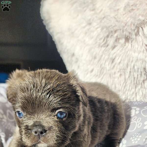 Skye, French Bulldog Puppy