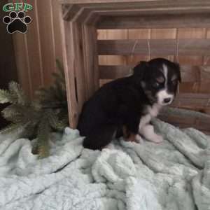 Molly, Miniature Australian Shepherd Puppy