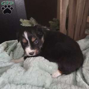 Molly, Miniature Australian Shepherd Puppy