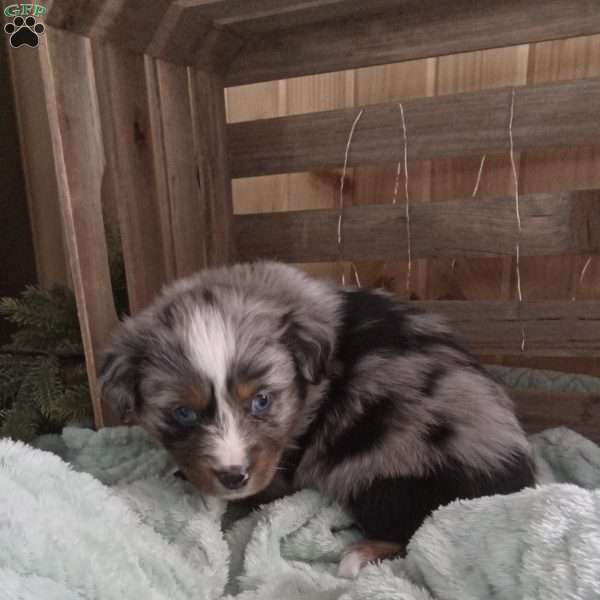 Sheila, Miniature Australian Shepherd Puppy