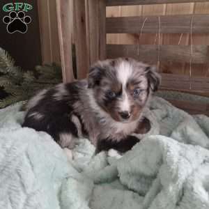 Sheila, Miniature Australian Shepherd Puppy