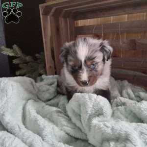 Sheila, Miniature Australian Shepherd Puppy