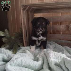 Mitzy, Miniature Australian Shepherd Puppy