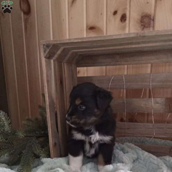 Mitzy, Miniature Australian Shepherd Puppy