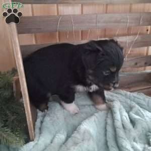 Mitzy, Miniature Australian Shepherd Puppy