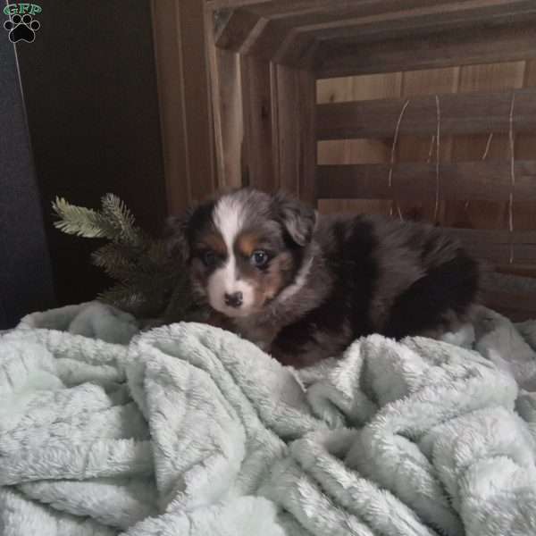 Shiloh, Miniature Australian Shepherd Puppy