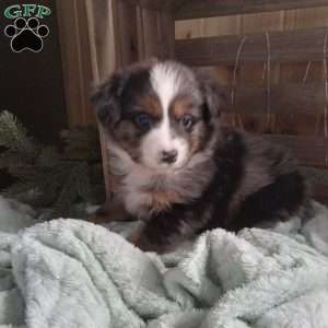 Shiloh, Miniature Australian Shepherd Puppy