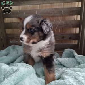 Shiloh, Miniature Australian Shepherd Puppy