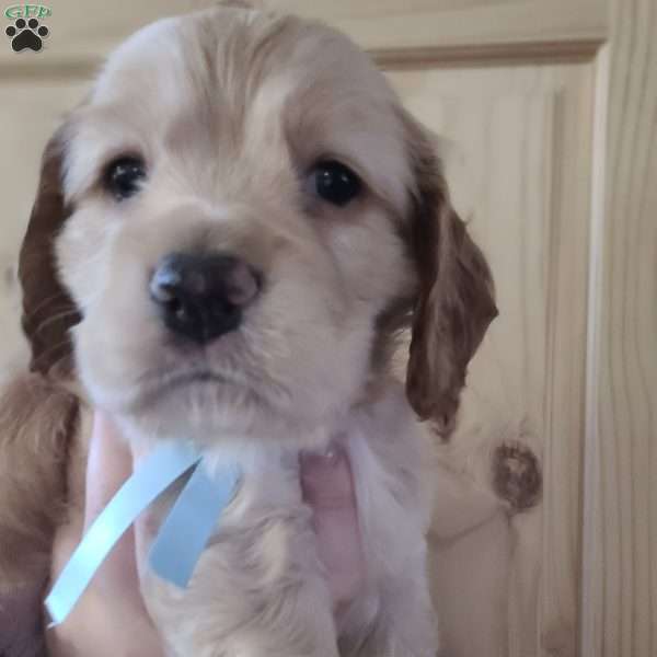 Peter, Cocker Spaniel Puppy