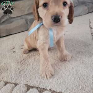 Peter, Cocker Spaniel Puppy