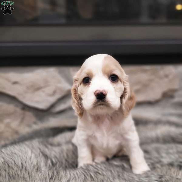 Paislee, Cocker Spaniel Puppy