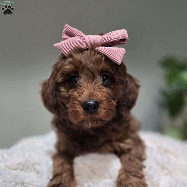 Coco, Cavapoo Puppy