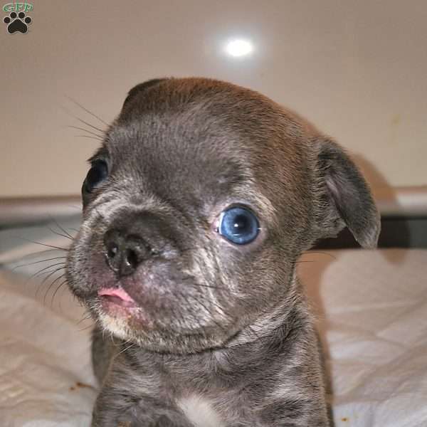 Nathan, French Bulldog Puppy