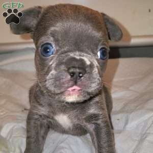 Nathan, French Bulldog Puppy