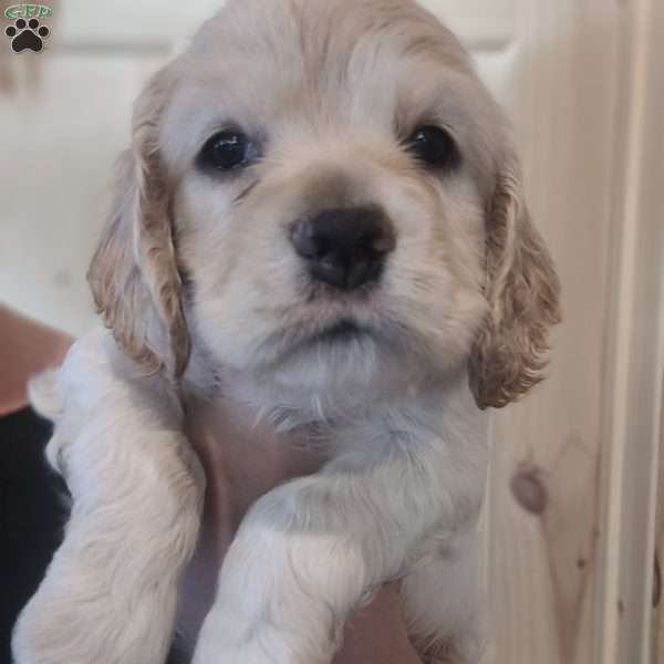 Piper, Cocker Spaniel Puppy