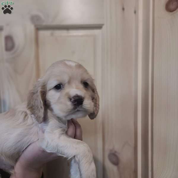 Parker, Cocker Spaniel Puppy