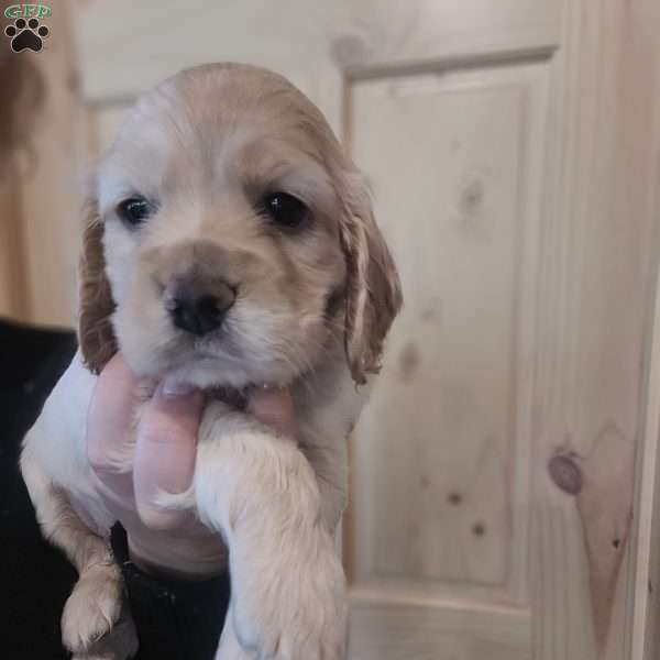 Percy, Cocker Spaniel Puppy