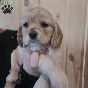 Poppy, Cocker Spaniel Puppy