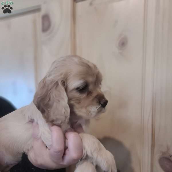 Poppy, Cocker Spaniel Puppy