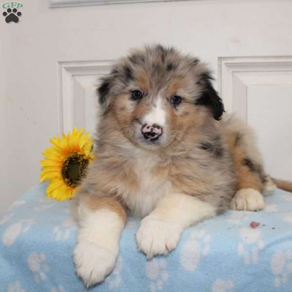 Otis, Australian Shepherd Puppy