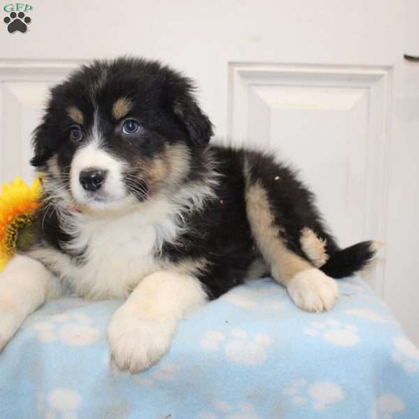 Obadiah, Australian Shepherd Puppy