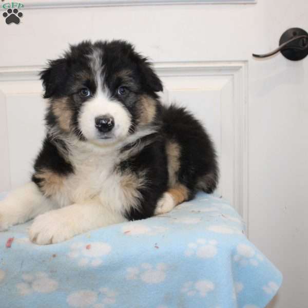 Orchid, Australian Shepherd Puppy