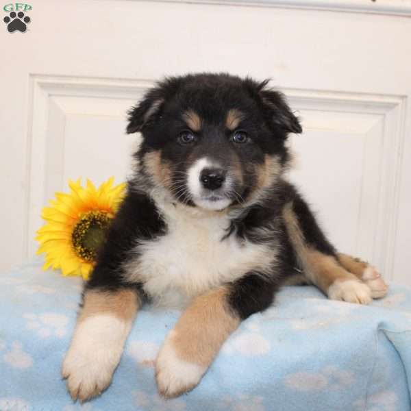 Olisa, Australian Shepherd Puppy