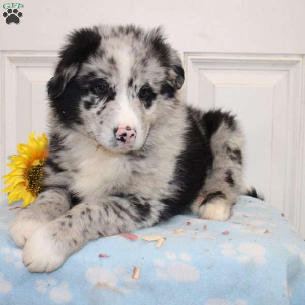 Myles, Australian Shepherd Puppy