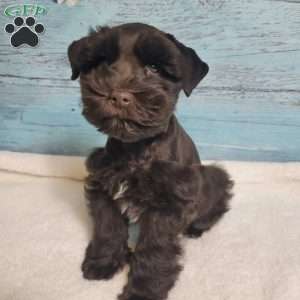 Taylor, Miniature Schnauzer Puppy