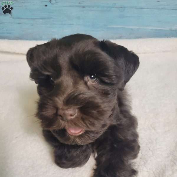 Taylor, Miniature Schnauzer Puppy