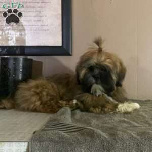 Blessing, Lhasa Apso Puppy