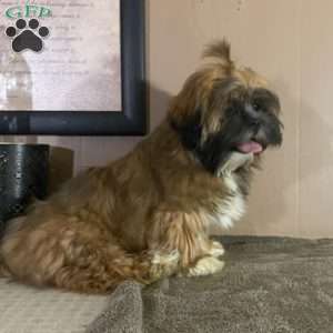 Blessing, Lhasa Apso Puppy