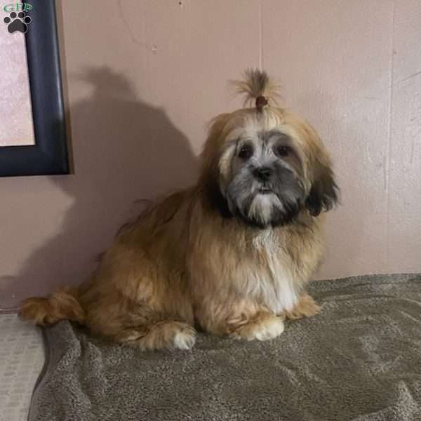 Bonny, Lhasa Apso Puppy