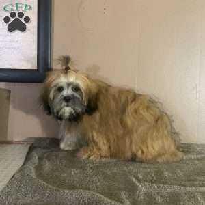 Bonny, Lhasa Apso Puppy