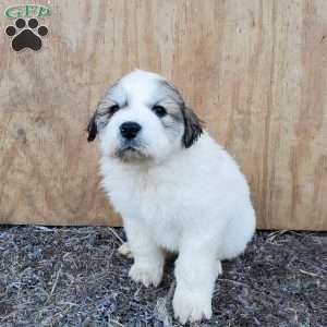 Harley, Great Pyrenees Puppy