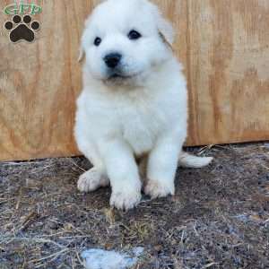 Brisket, Great Pyrenees Puppy