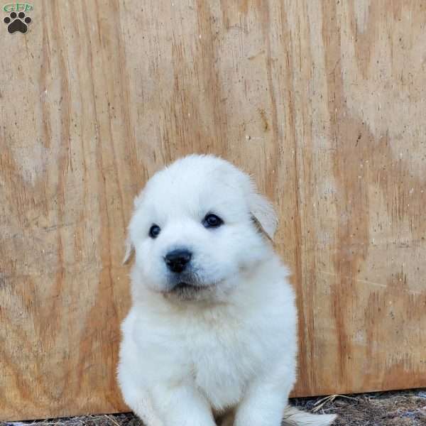 Brisket, Great Pyrenees Puppy