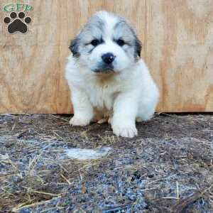 Shank, Great Pyrenees Puppy