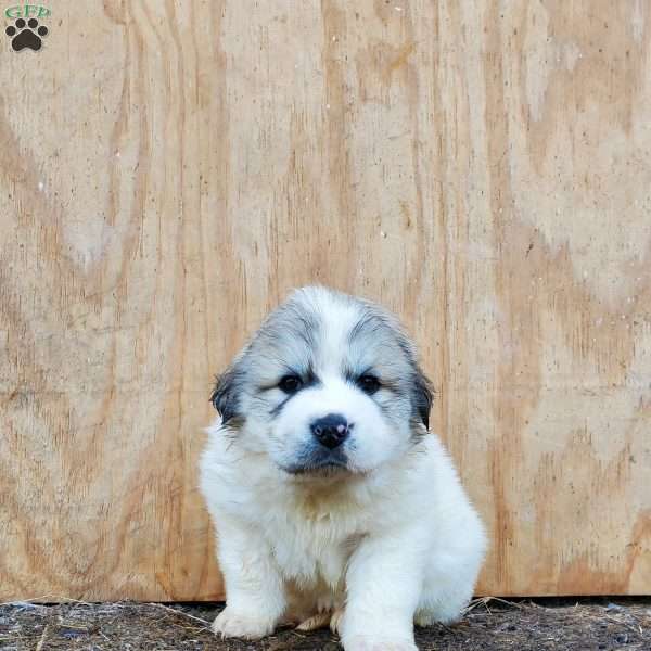 Shank, Great Pyrenees Puppy