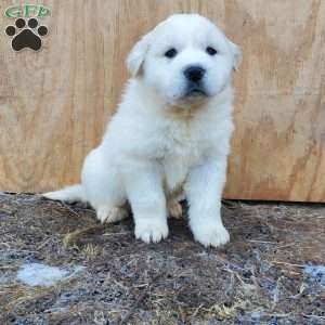 Pork Chop, Great Pyrenees Puppy