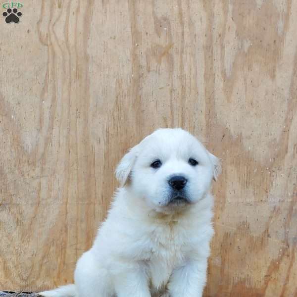 Pork Chop, Great Pyrenees Puppy