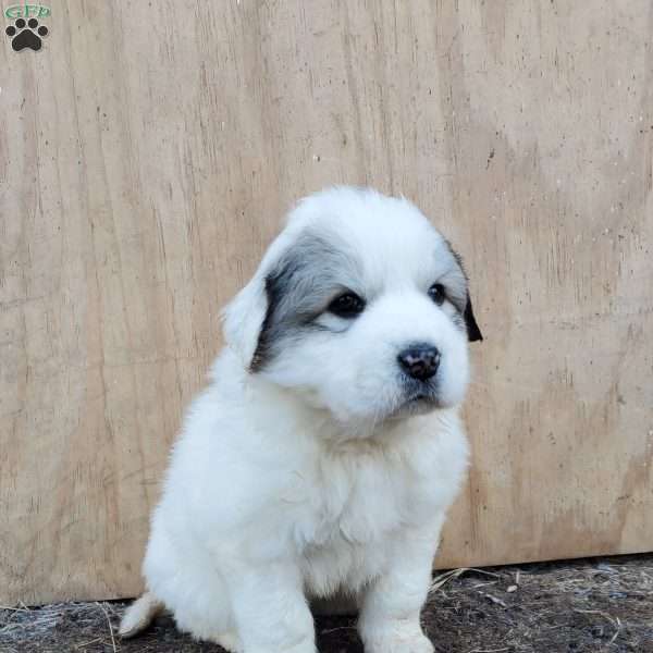 Tender, Great Pyrenees Puppy