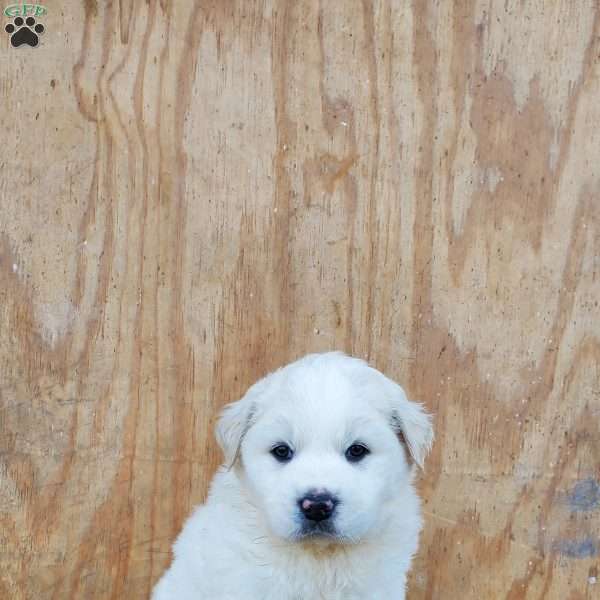 Chuck, Great Pyrenees Puppy