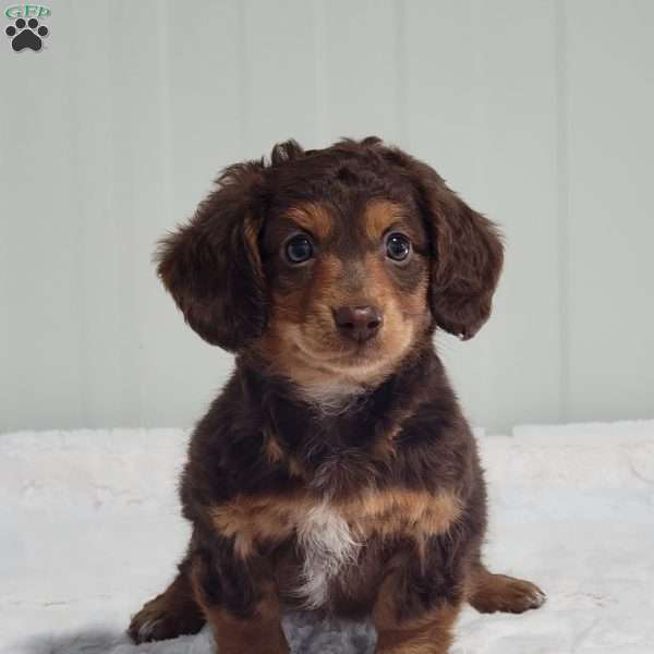 Maria, Dachshund Puppy