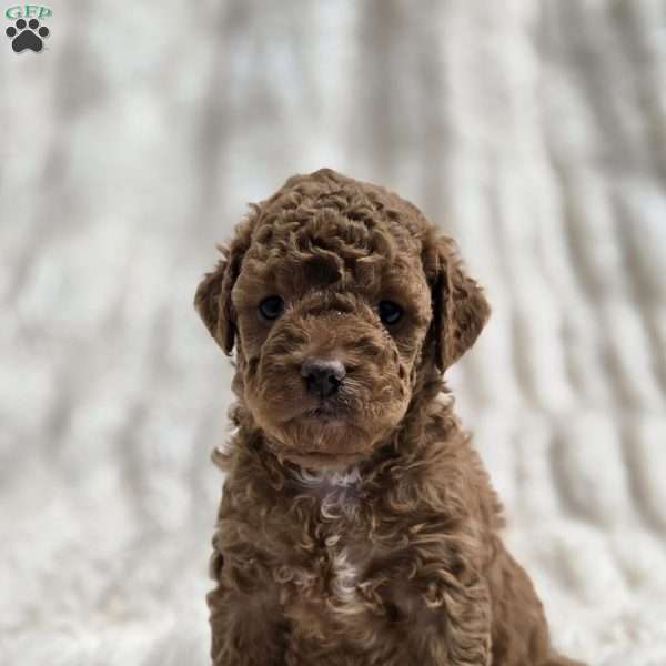 Grace-Petite, Mini Goldendoodle Puppy