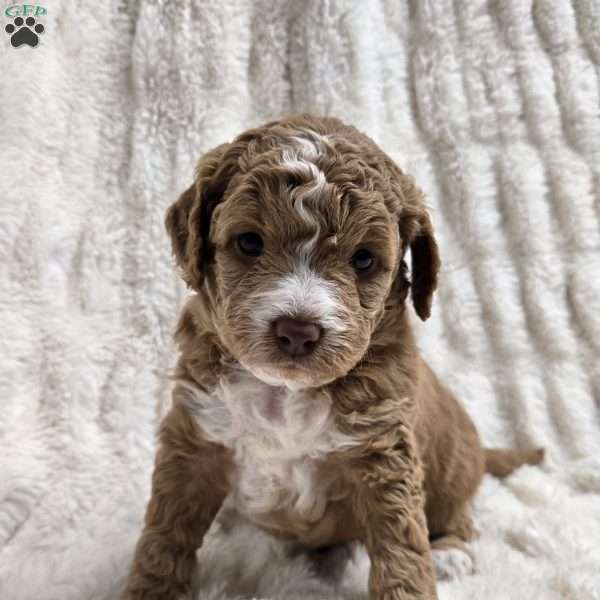 Gemma-Petite, Mini Goldendoodle Puppy